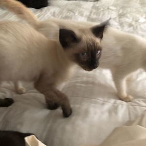 Meet your Posher, Elia